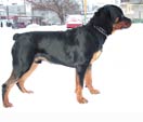 rottweiler pappy