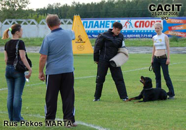 rottweiler Rus-Pekos-Marta